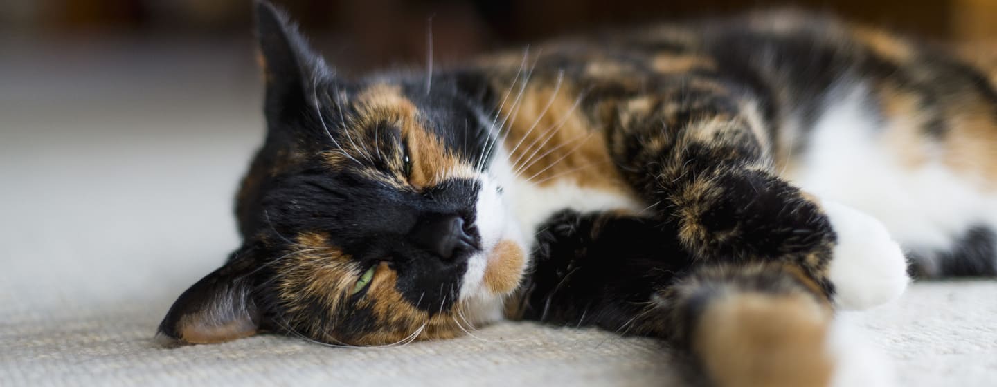 10 cose per migliorare vita gatto sterilizzato