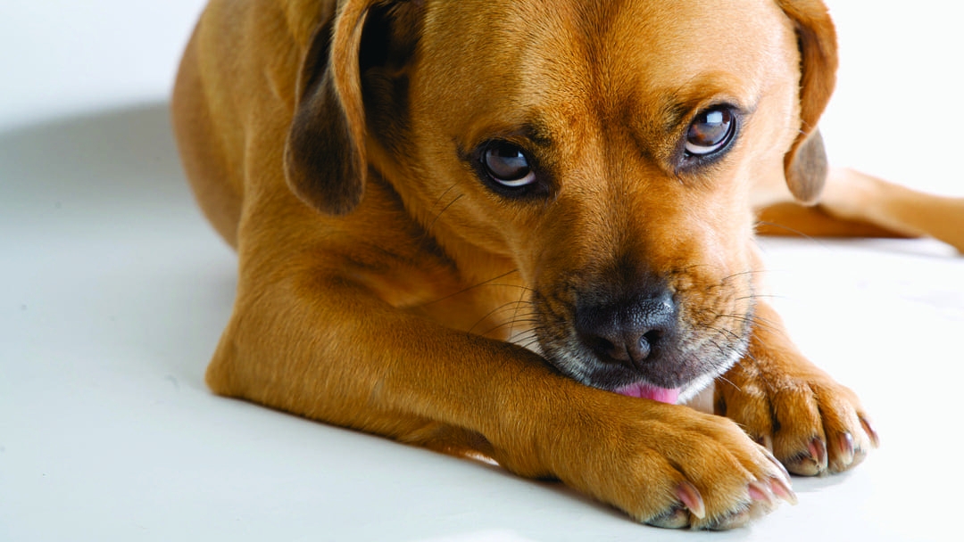 5 cose da non toccare cane