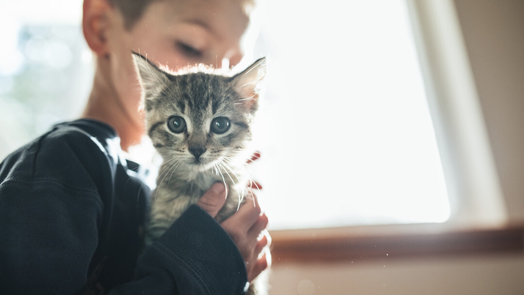 5 motivi per cui gatto migliore amico uomo