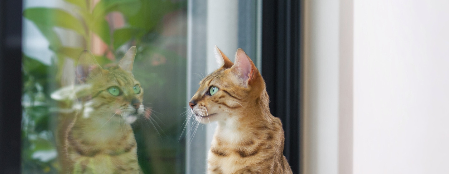 L'immagine di un gatto che guarda fuori attraverso una porta scorrevole in vetro