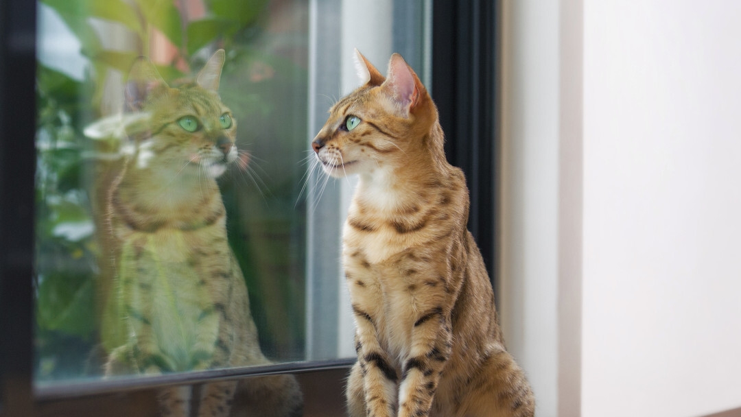 L'immagine di un gatto che guarda fuori attraverso una porta scorrevole in vetro