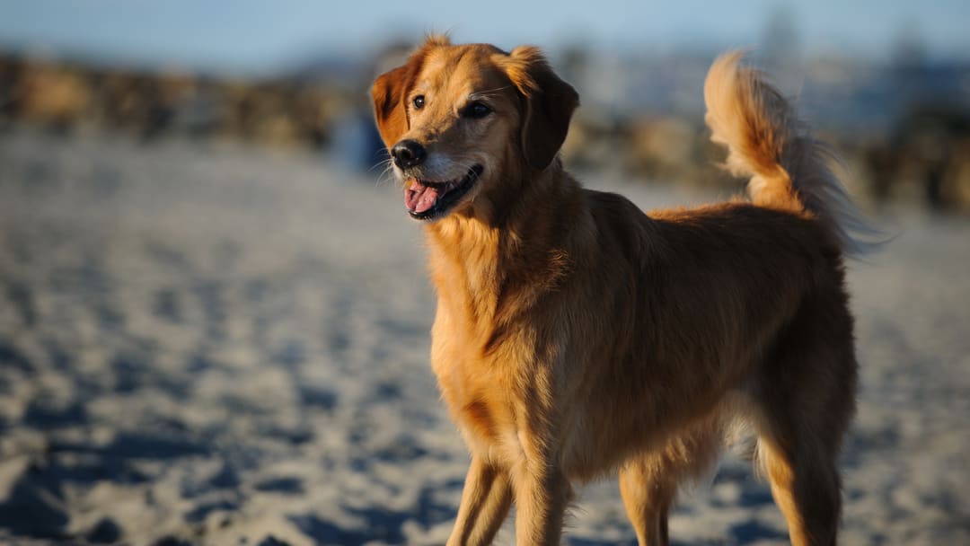 Adozione cane pensionato