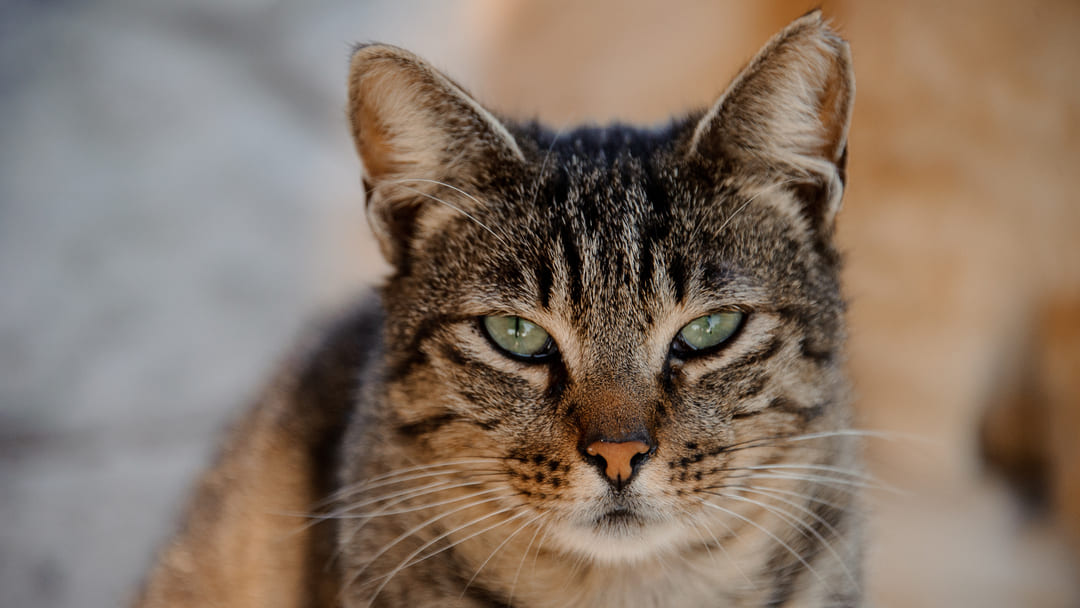 Alimentazione gatto castrato