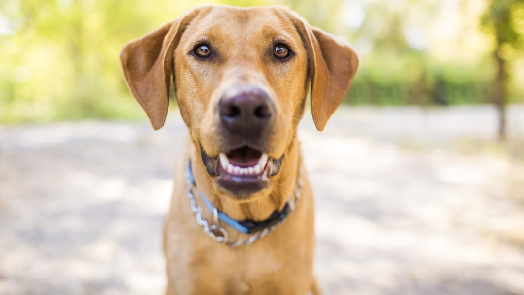 Alimenti per cani sicuri