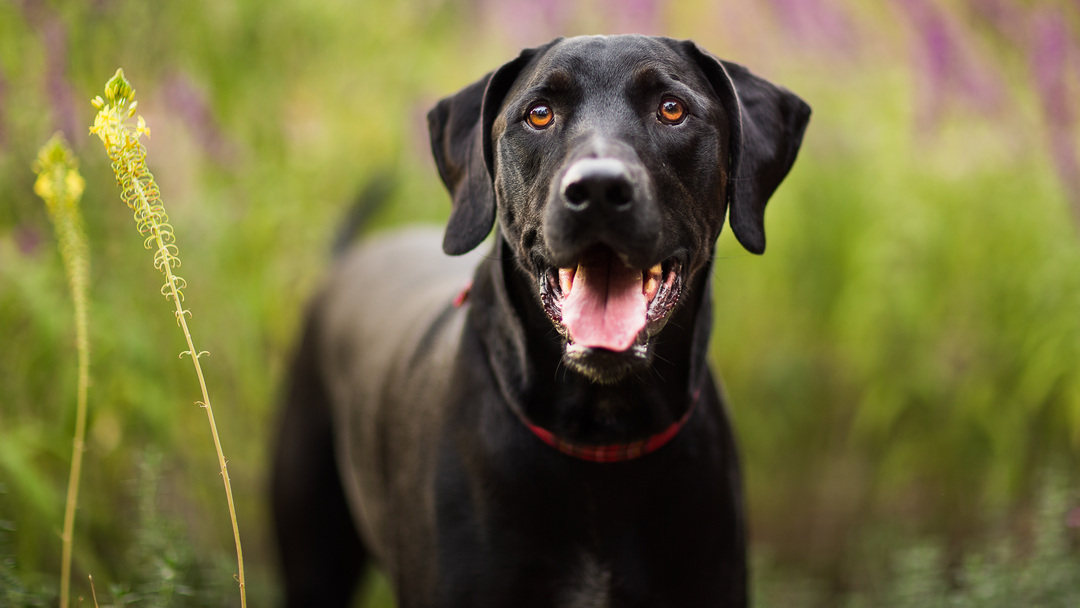 Cane taglia grande