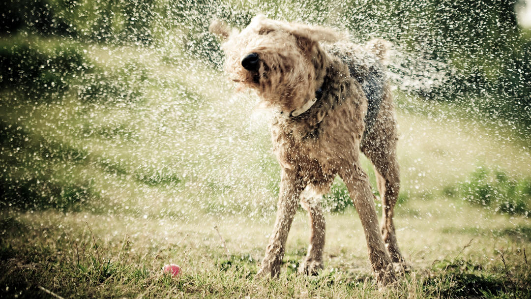 Cani soffrono caldo