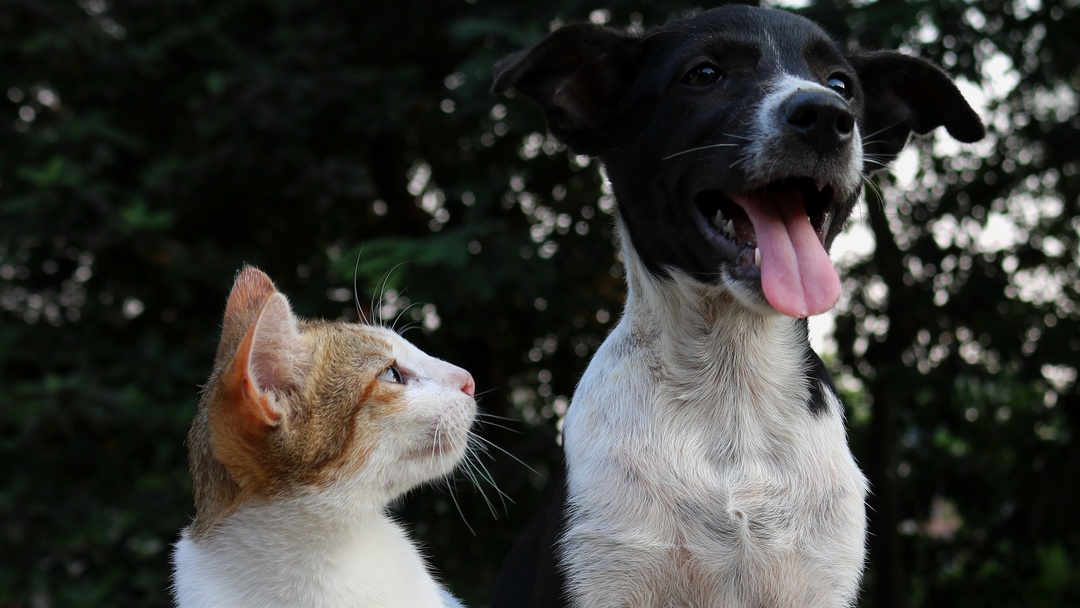 Canie e gatti amici
