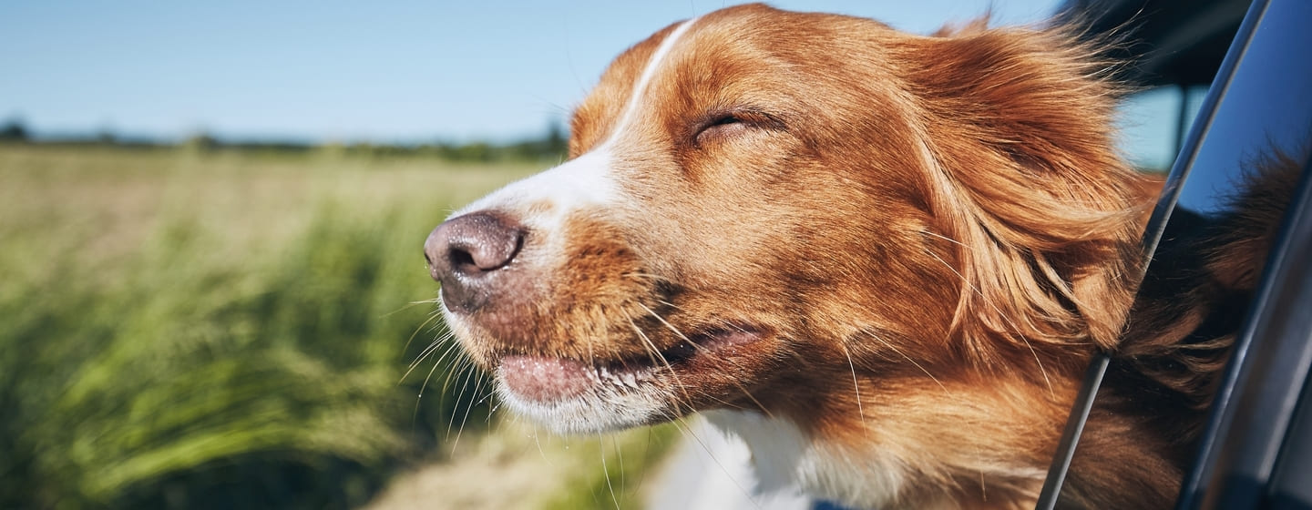 Come nutrire cane prima di viaggiare