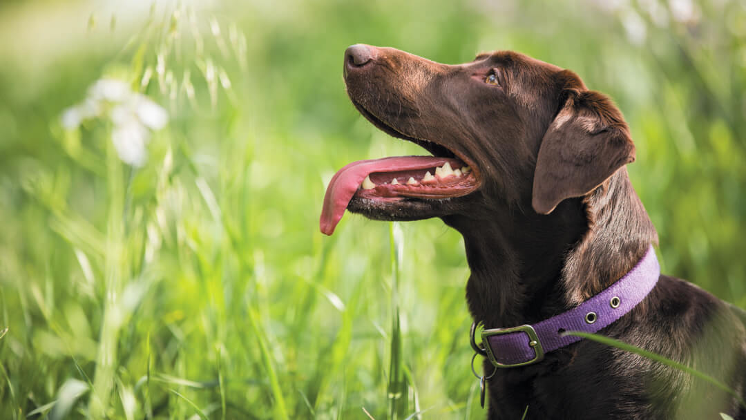 Come scegliere razza cane