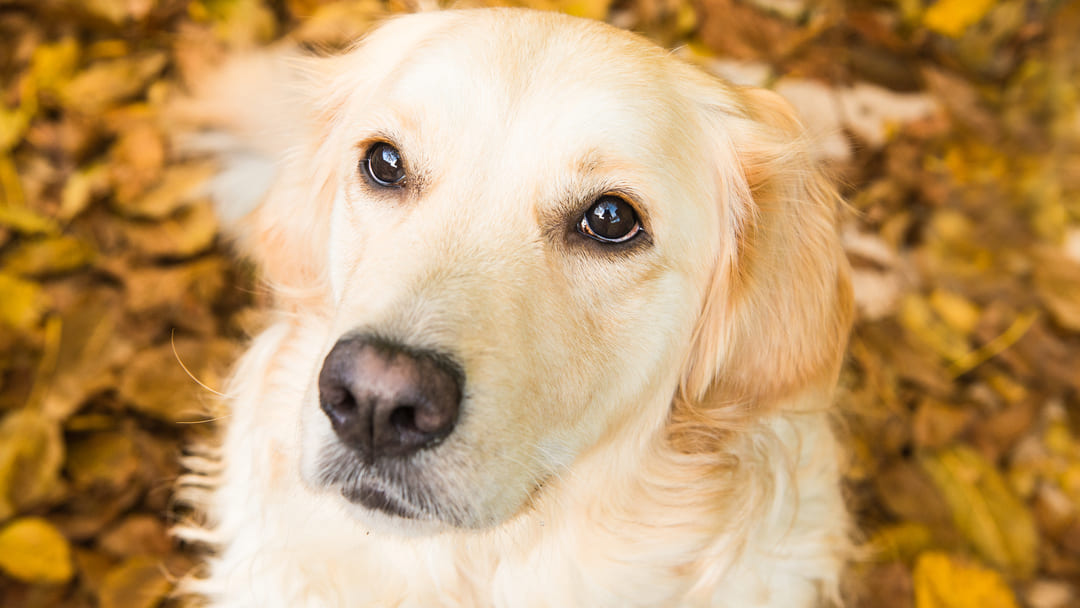 Condividere immagini cani social