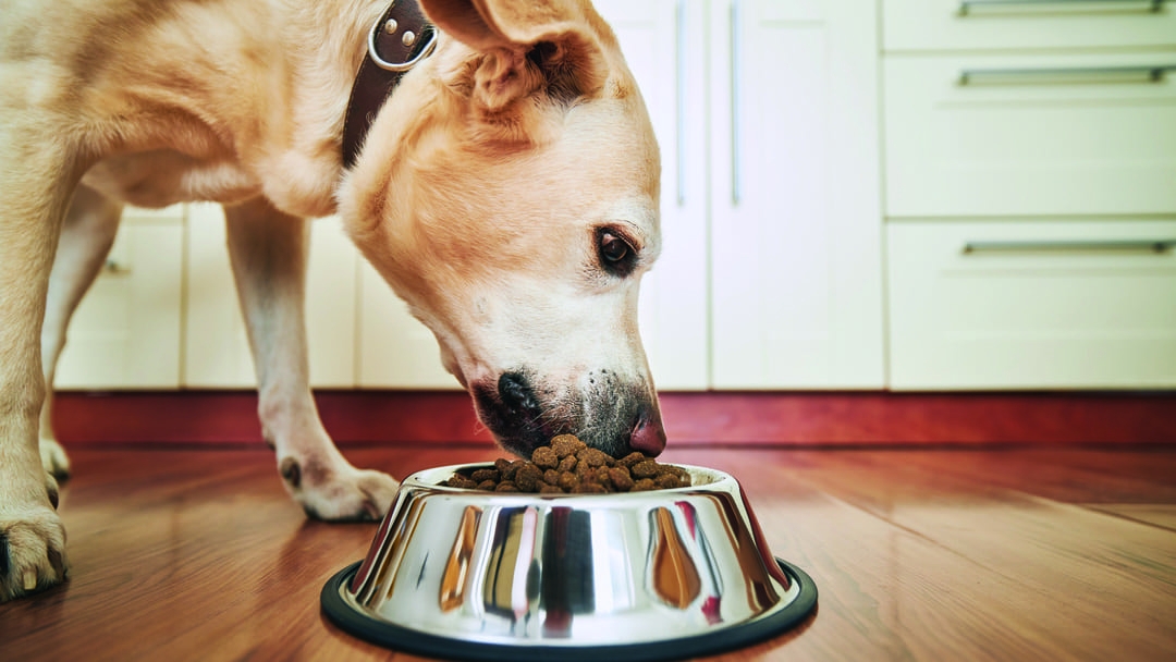 Сontrollare alimentazione del cane