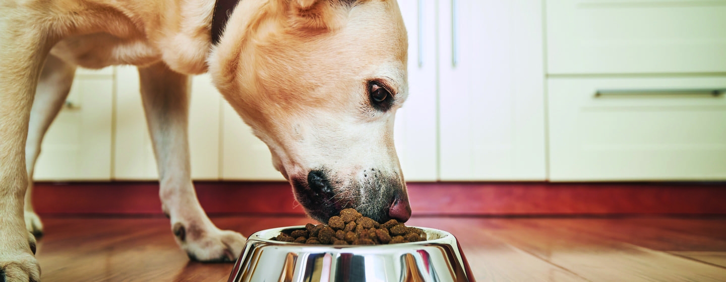 Сontrollare alimentazione del cane