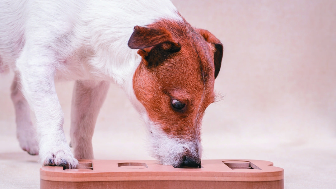 Crocchette cani appetitose