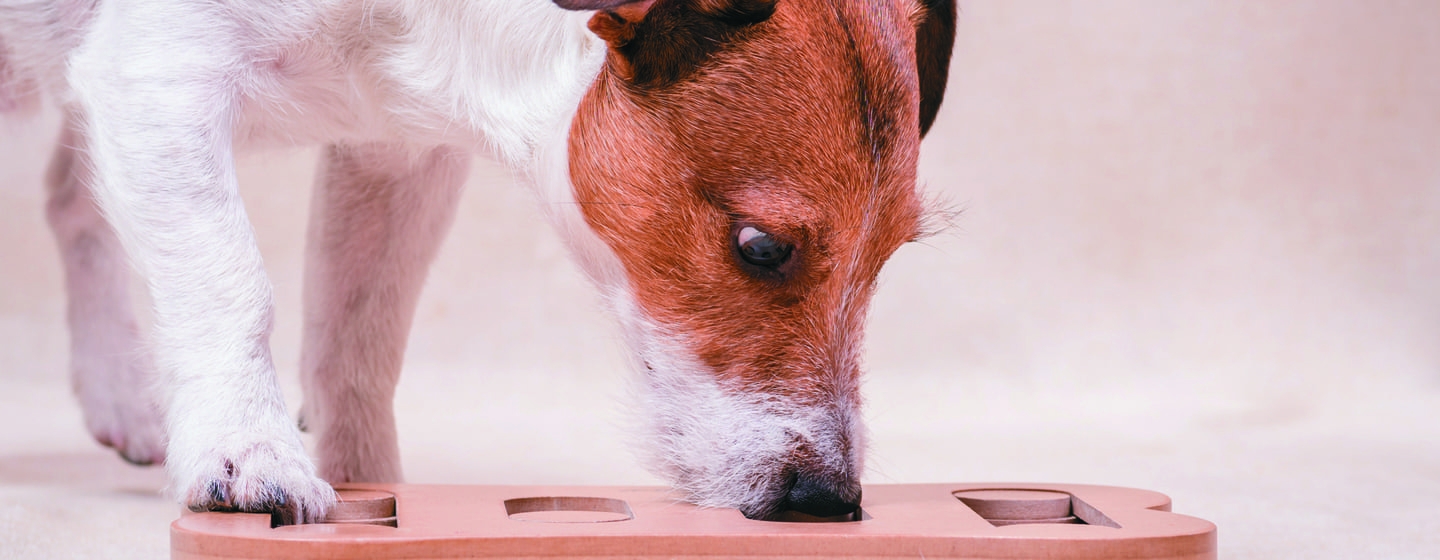 Crocchette cani appetitose