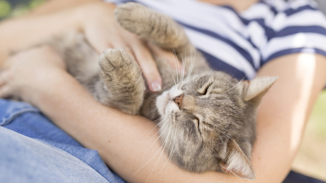 Gatto capisce se gli vuoi bene