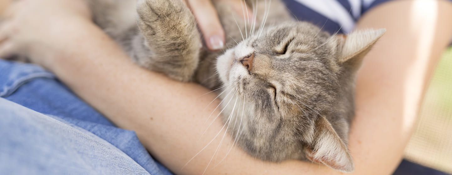 Gatto capisce se gli vuoi bene