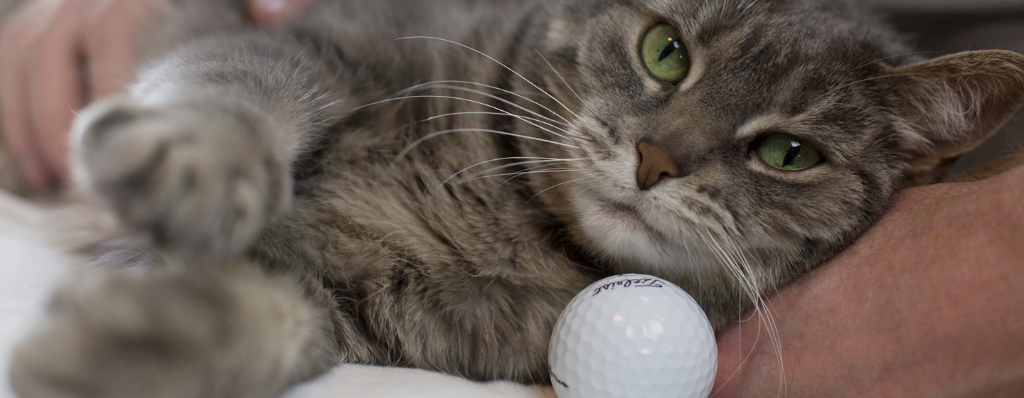 Gatto sterilizzato cosa cambia nel suo comportamento