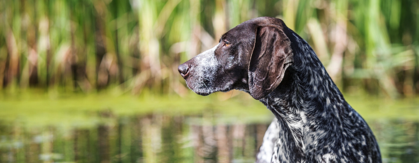 Pointer tedesco a pelo corto in acqua