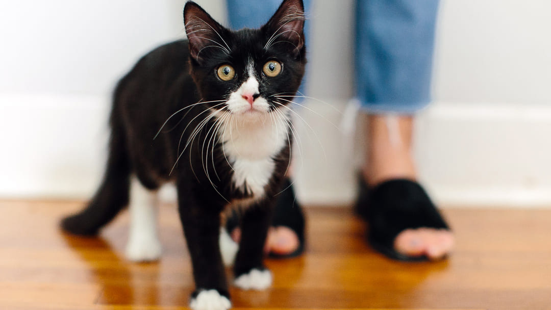 Inappetenza gatto non mangia cause rimedi