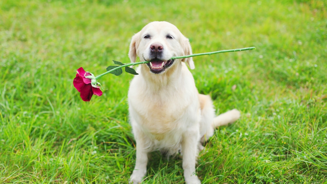 Labrador bambini