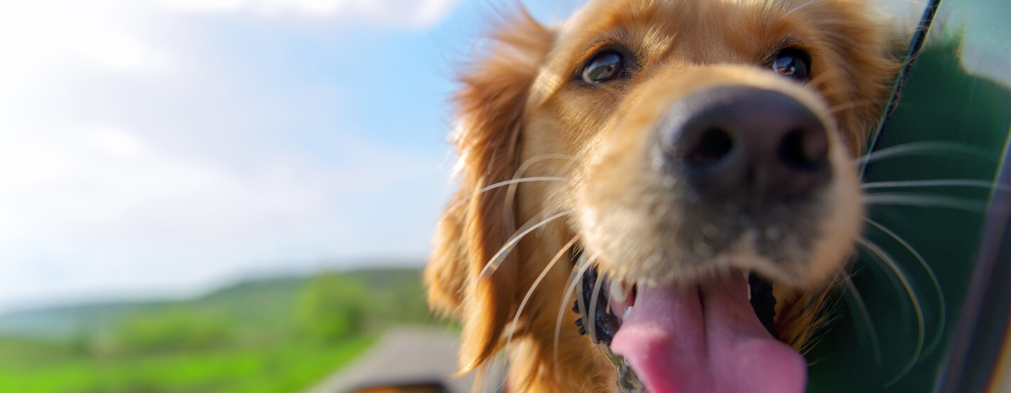 Organizzare vacanza con il cane