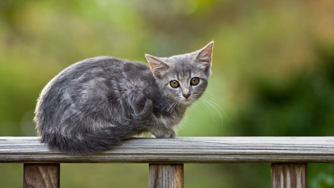 Perche al gatto piace stare in alto