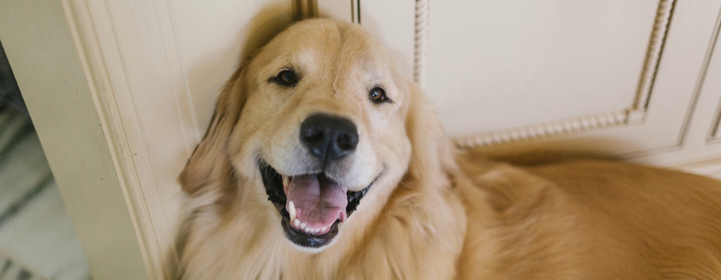 Golden Retriever cane posa in casa guardando in alto