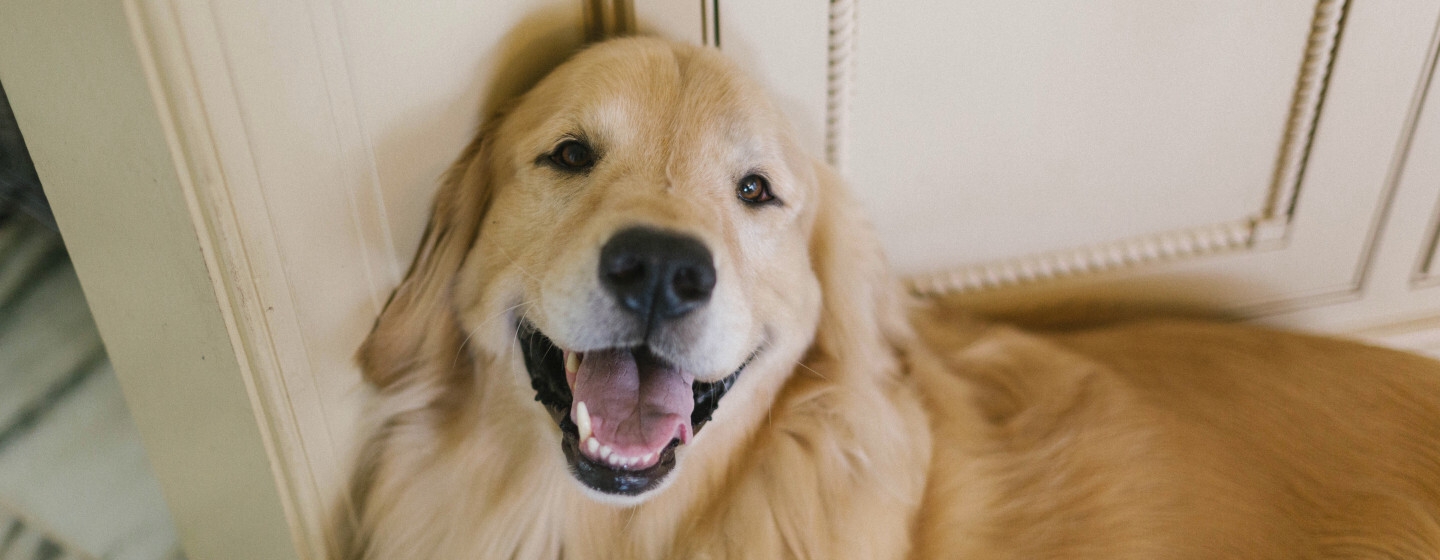 Golden Retriever cane posa in casa guardando in alto 