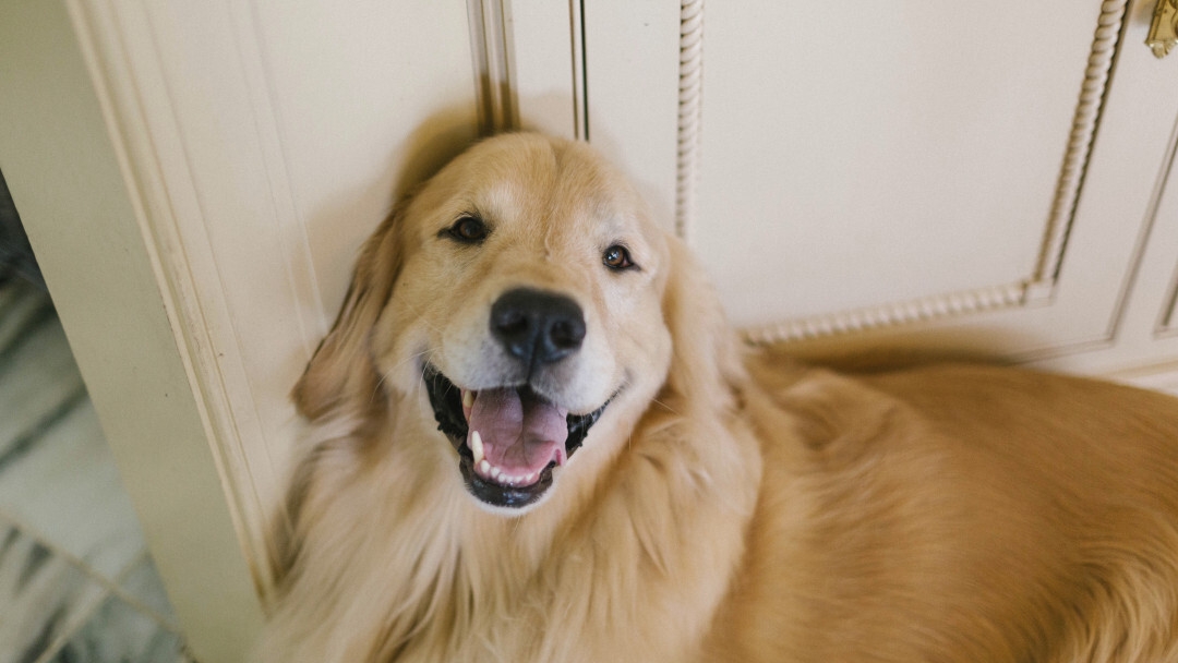 Golden Retriever cane posa in casa guardando in alto 