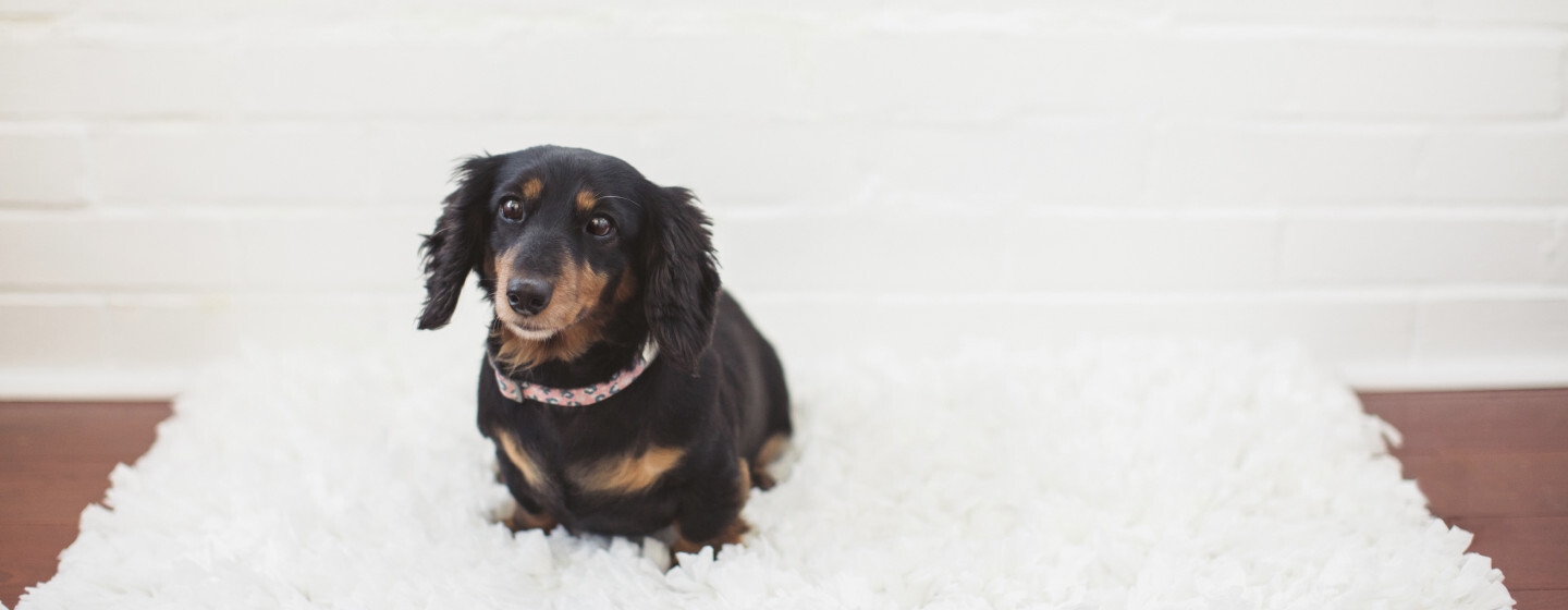 Cane bassotto nero e marrone seduto su un soffice tappeto 