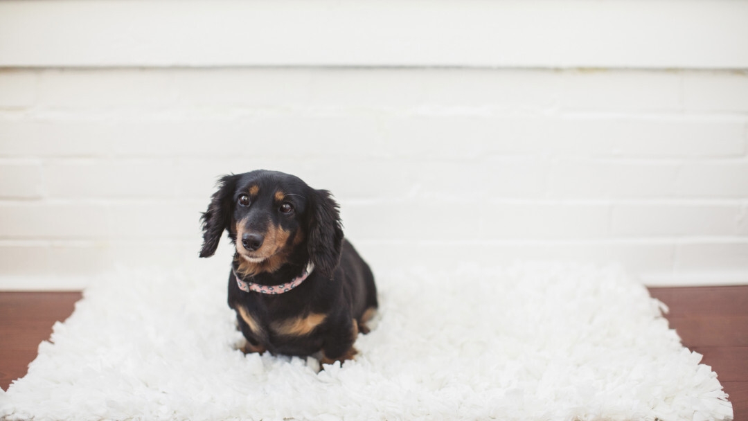 Cane bassotto nero e marrone seduto su un soffice tappeto 