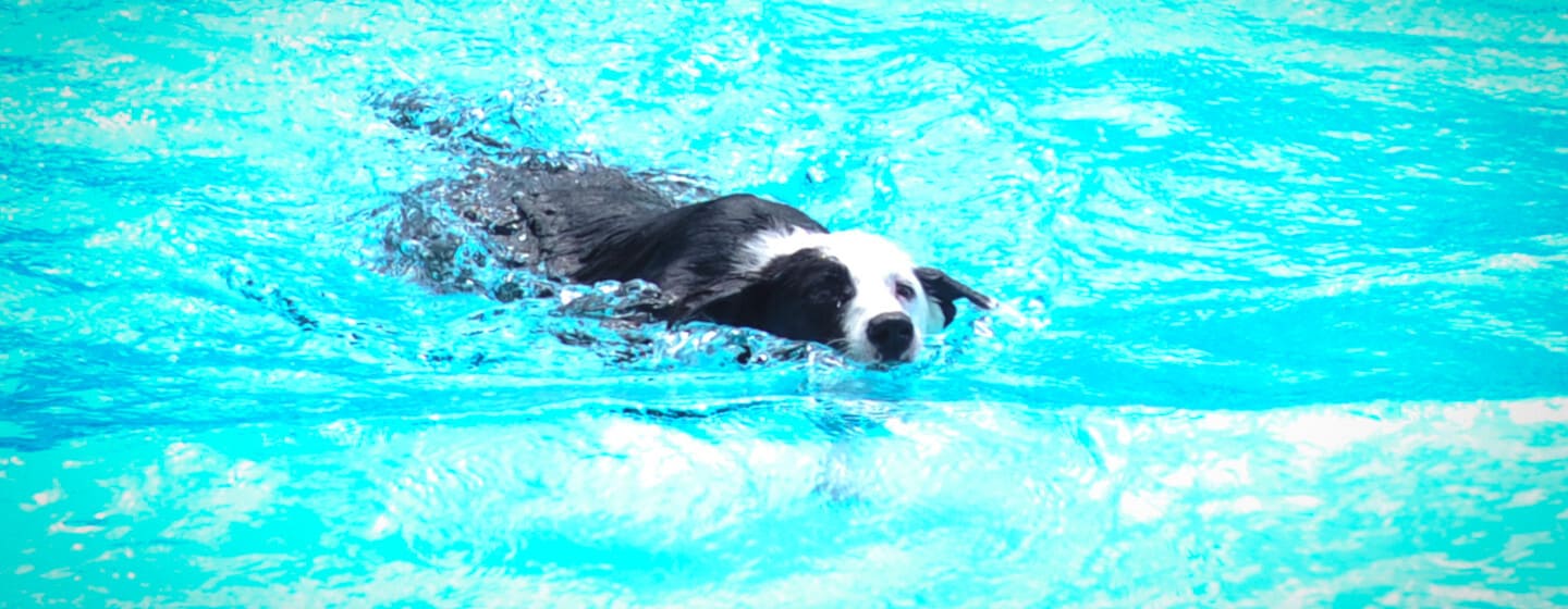 Proteggere cane caldo estivo