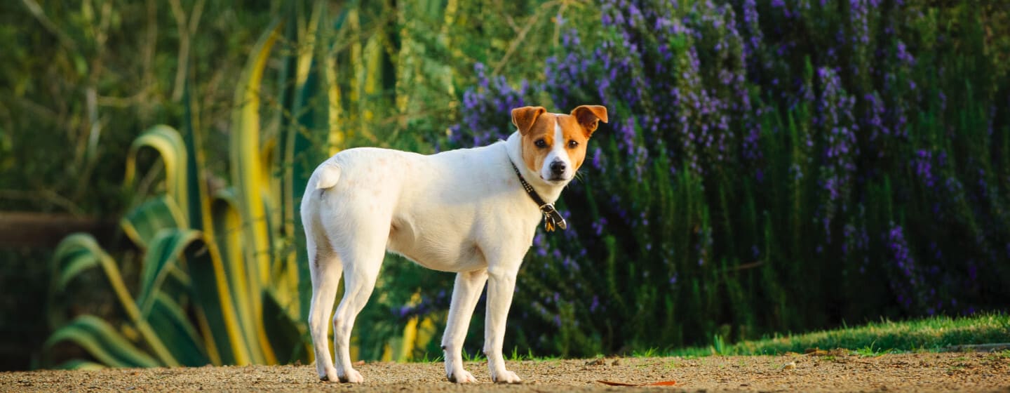 Russell Terrier al parco