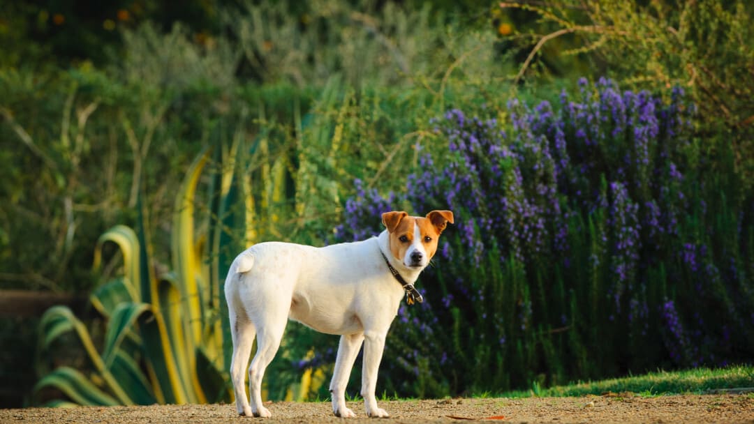 Russell Terrier al parco