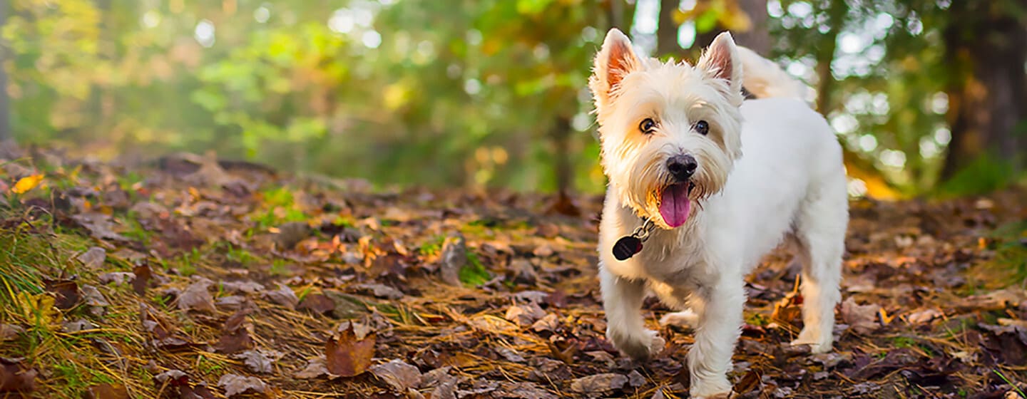 Un West Highland White Terrier (Westie) sta passeggiando nei boschi, sembra molto felice e vivace