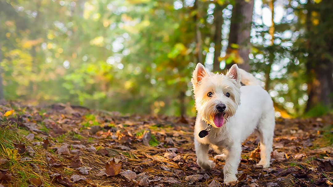 Un West Highland White Terrier (Westie) sta passeggiando nei boschi, sembra molto felice e vivace