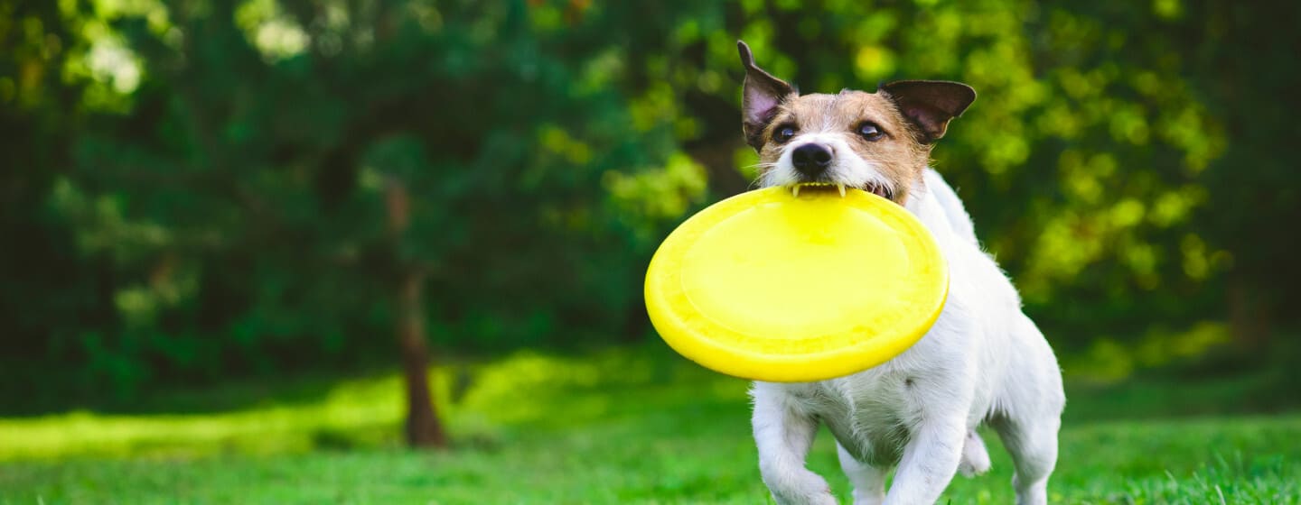 Razze cani piccola taglia giardino