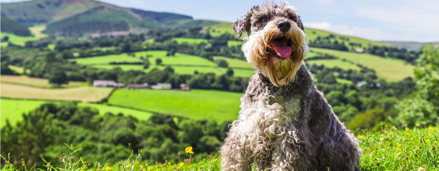 Il cane Schnauzer in miniatura della mia famiglia nella foto sulla vetta del Loggerheads Country Park in Galles di fronte a u