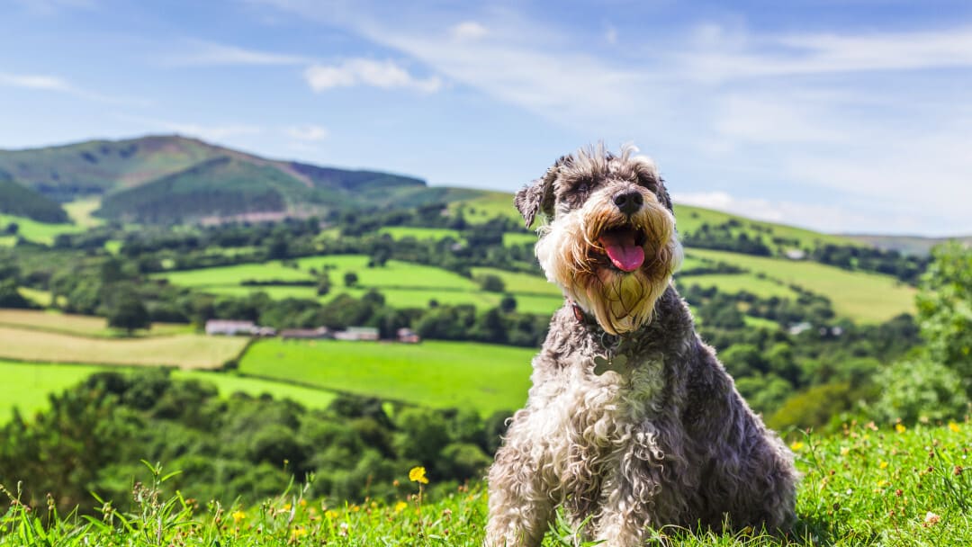 Il cane Schnauzer in miniatura della mia famiglia nella foto sulla vetta del Loggerheads Country Park in Galles di fronte a u