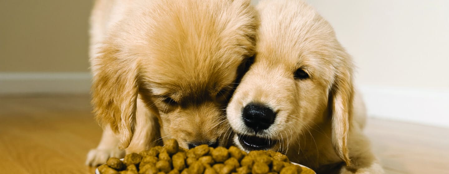 Un uomo che dà da mangiare al suo cane