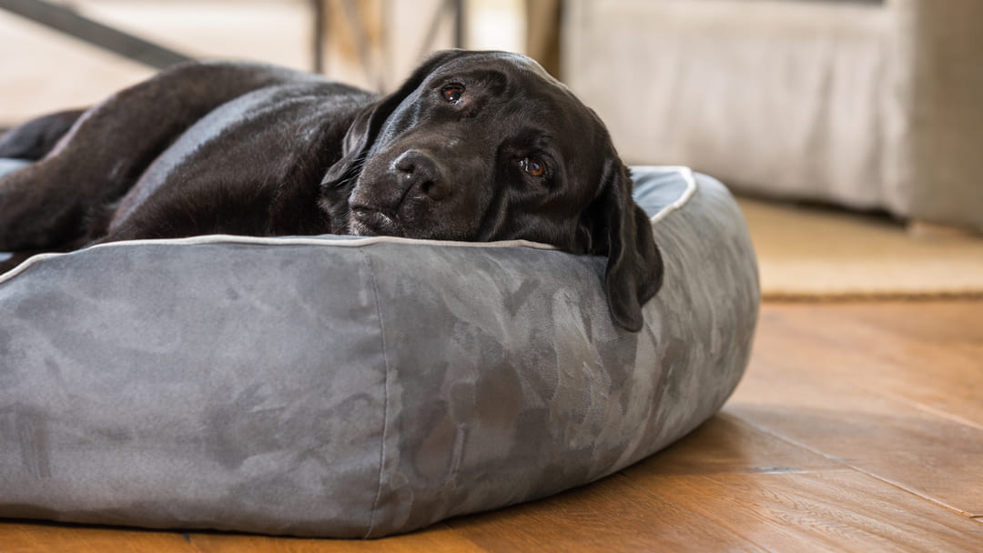 Cuccia per cane da interno: quale acquistare 