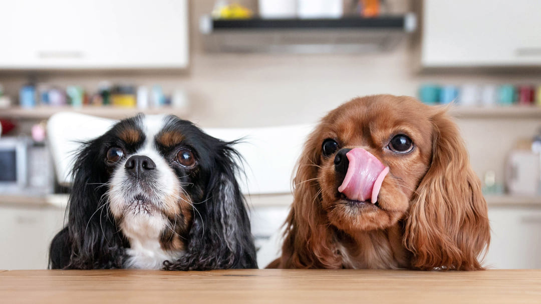 Scegliere razza cane giusta