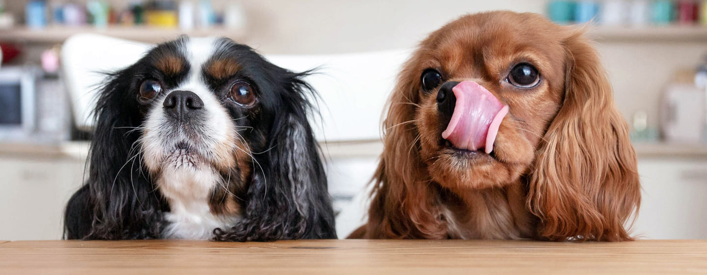 Scegliere razza cane giusta