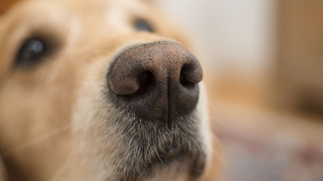 Segni invecchiamento cani anziani