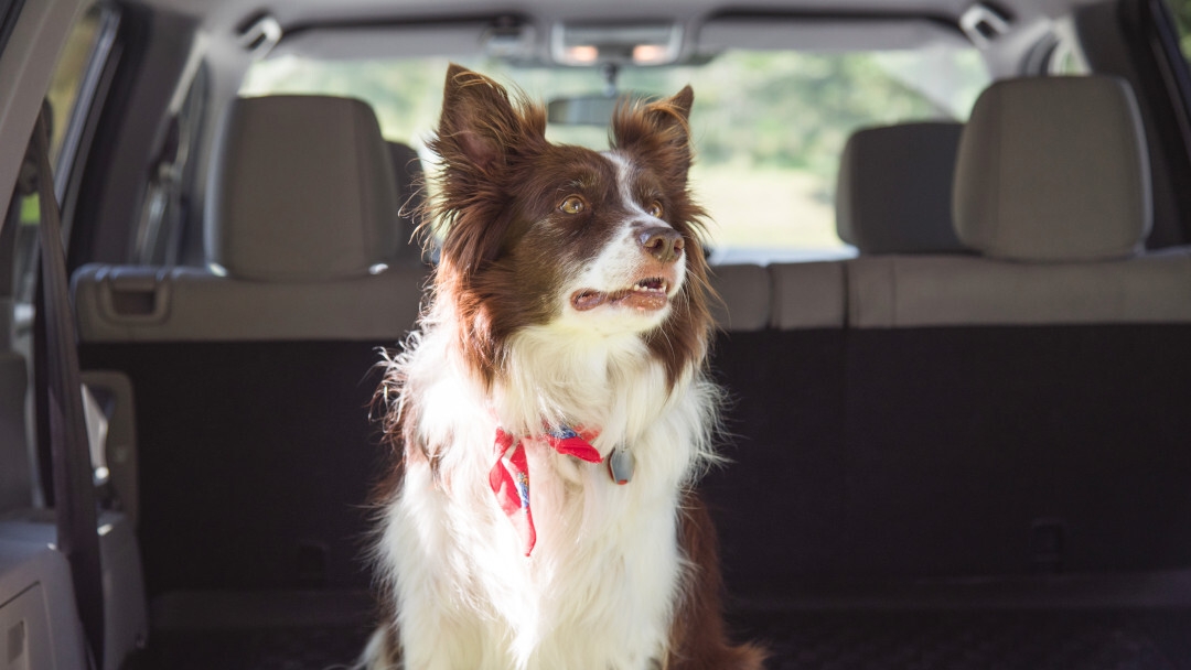 Border Collie Cane seduto nella parte posteriore dell'auto 