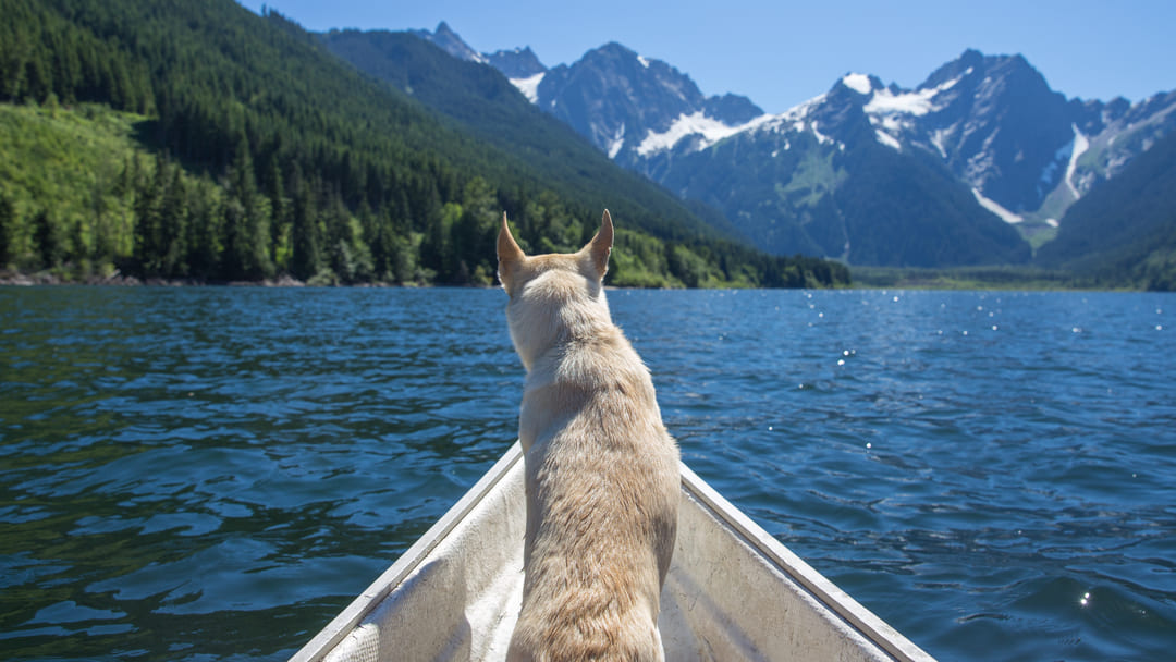 Viaggiare con il cane