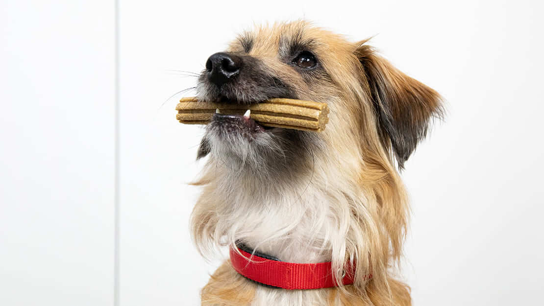 Snacks dentali per cani