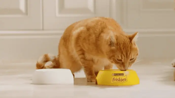 Friskies Gatto - Alimenti umidi