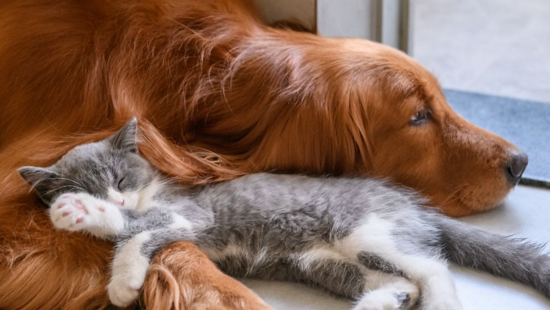 cane e gatto una convivenza felice