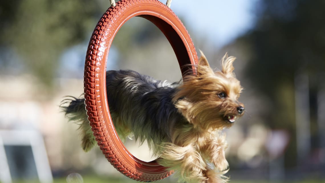 Yorkshire Terrier che gioca attivamente all'aperto.